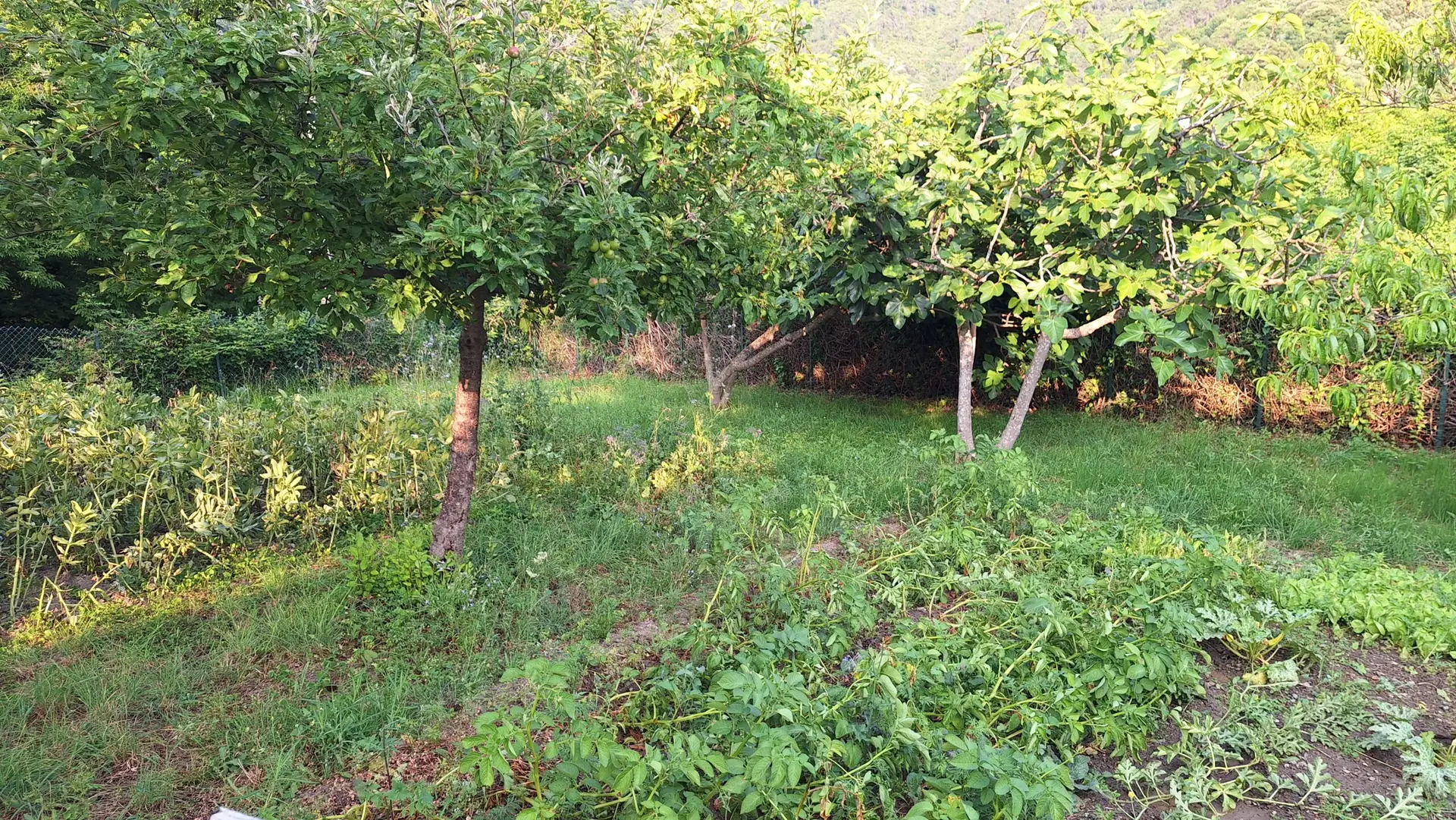 Der Garten