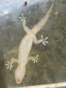 GeckoWozituu0308r