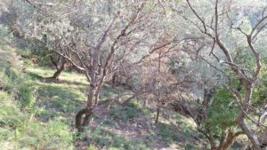 Olivenbau0308ume03