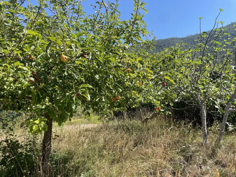 Garten01